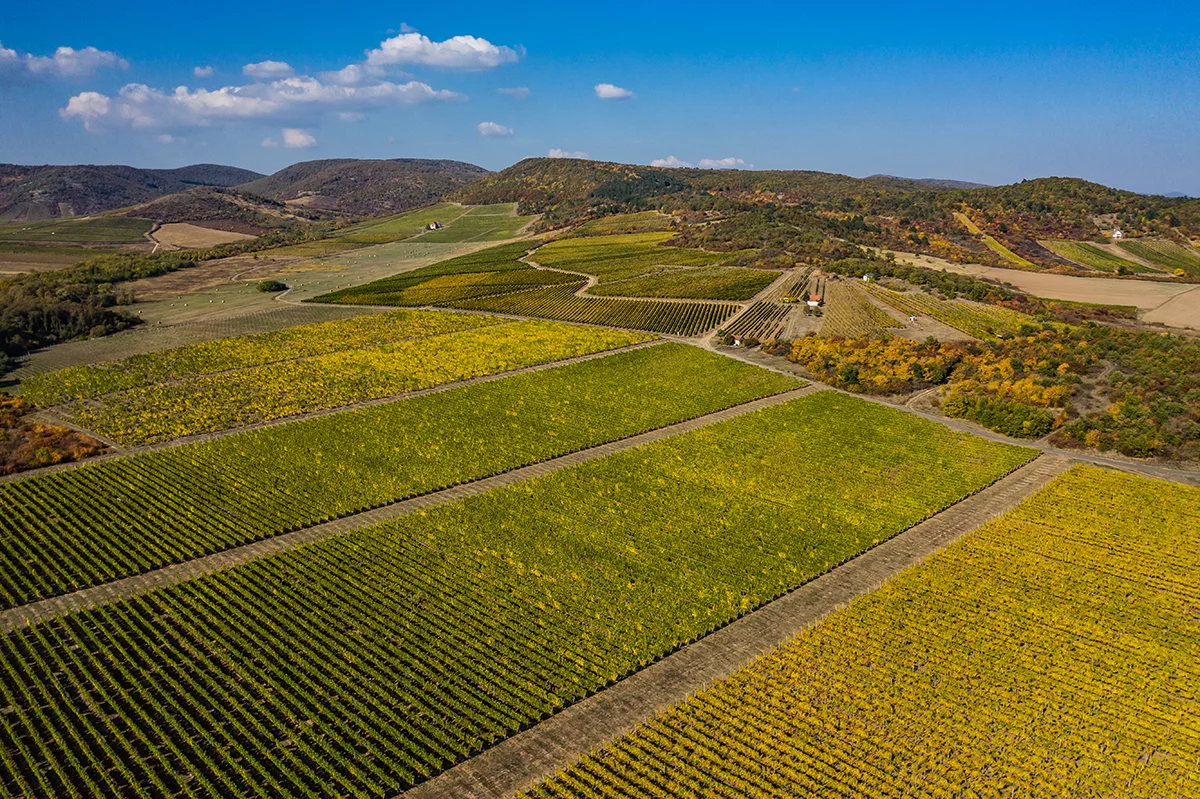 ISMERD MEG! – Pajzos Tokaj