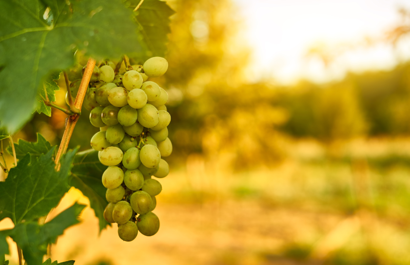 Furmint Február